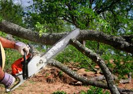 How Our Tree Care Process Works  in  Potosi, MO